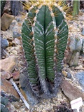 Astrophytum